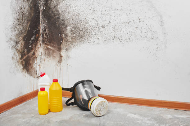 Best Local Mold Removal Service  in Opp, AL