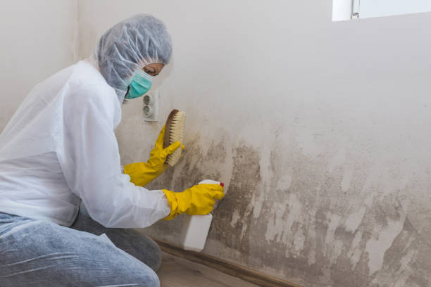 Attic Mold Removal in Opp, AL