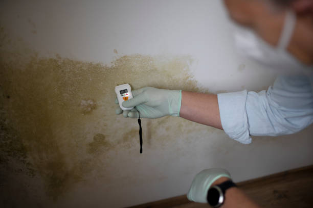 Best Crawl Space Mold Removal  in Opp, AL
