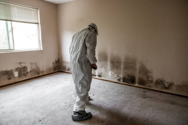 Best Commercial Mold Removal  in Opp, AL